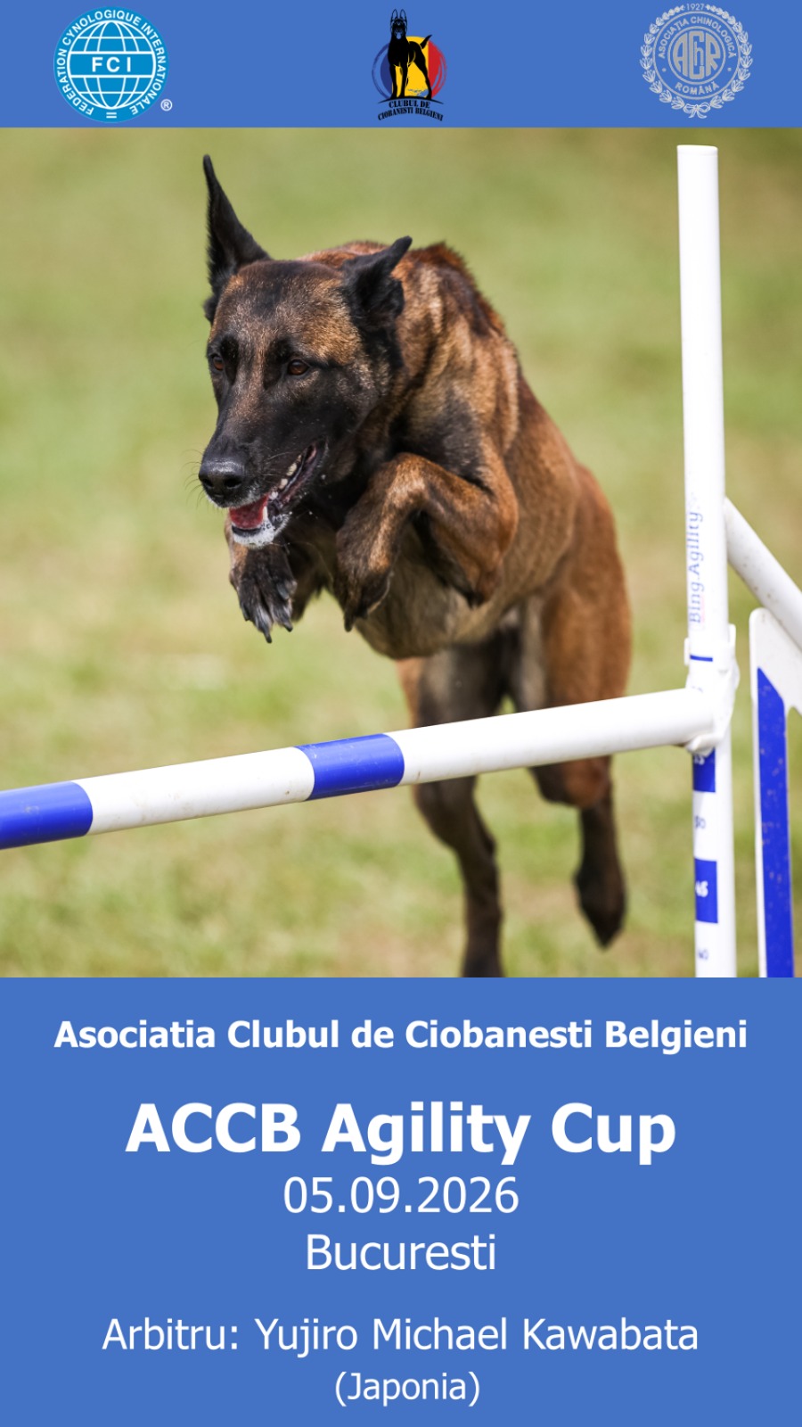Dog Agility